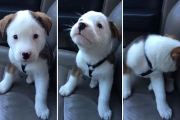 Cachorrinho preto e branco fazendo posses - metrópoles