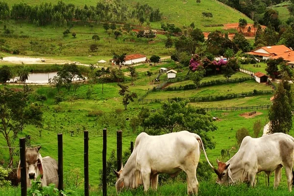 Onça invade sítio, mata 2 bezerros e uma vaca, e continua à solta no DF