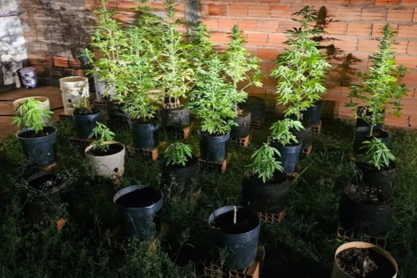 Imagem colorida mostra plantação de maconha encontrada em casa na cidade de Cosmópolis, interior de São Paulo - Metrópoles