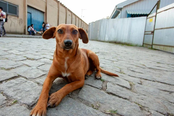 Imagem colorida mostra cachorro caramelo descansando em rua; maus-tratos contra animais - Metrópoles