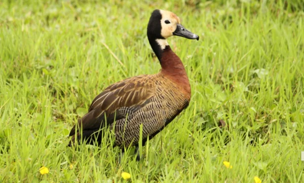 SP confirma caso de gripe aviária em marreco no Parque Ibirapuera