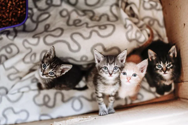 gatos filhotes
