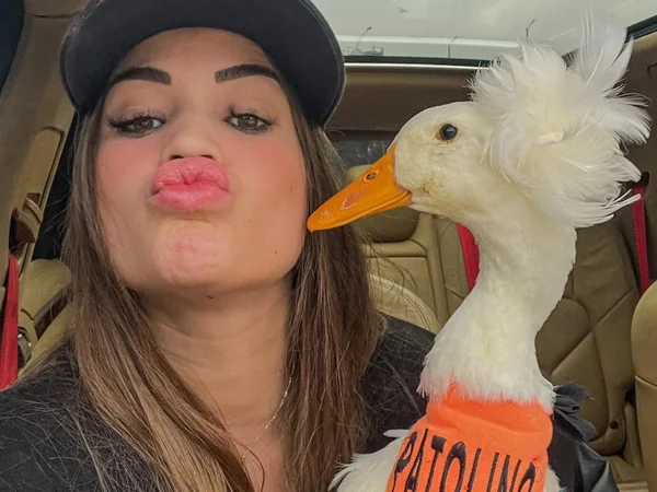 Pato desaparecido: polícia vê imagens de câmeras de condomínio de luxo