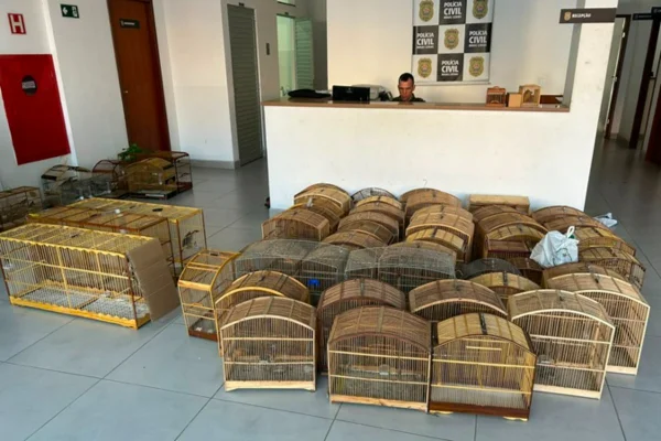 Várias gaiolas com animais apreendidos operação libertas
