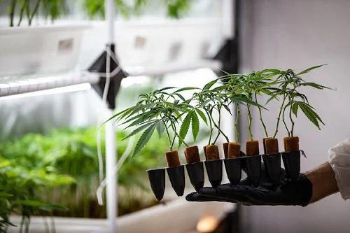 RJ: Justiça autoriza paciente a plantar maconha para tratamento médico