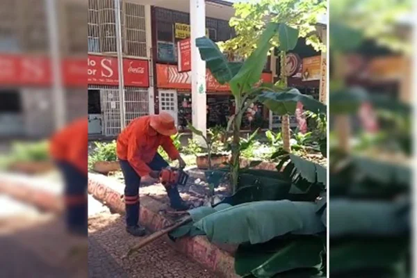 Vídeo: a pedido da PMDF, Novacap acaba com horta comunitária no SCS