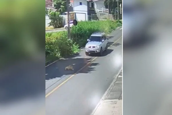 Carro que abandonou cadela e a atropelou