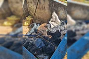 colégio em criança foi picada tinha más condições sanitárias 