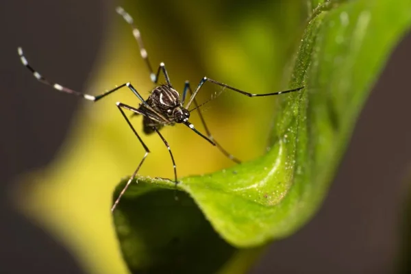 Mosquito - Metrópoles