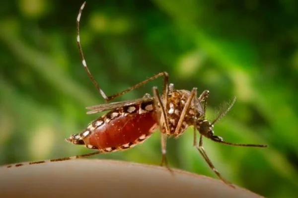 Brasil lançará teste único para três doenças causadas pelo ‘Aedes’