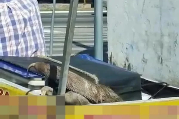 Imagem colorida de bicho-preguiça na garupa de motociclista - Motociclista