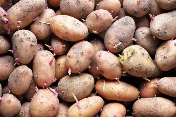 batata