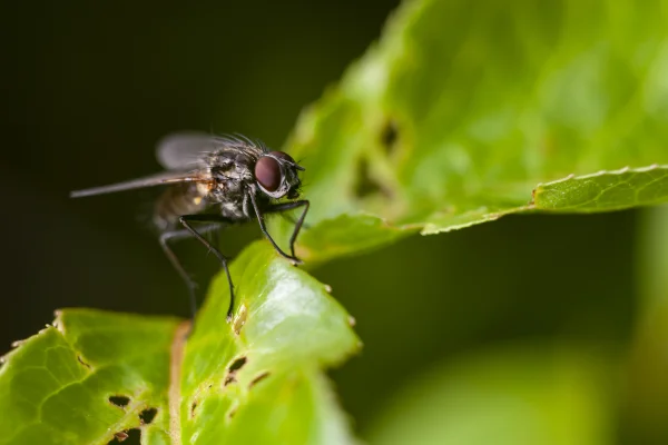 Foto de mosca em folha vede - Metrópoles