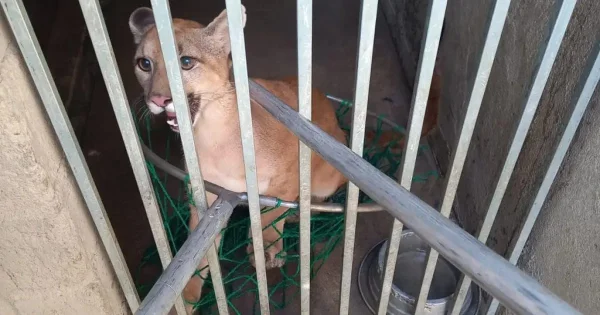 Espécie em extinção, onça-parda é resgatada após ser mantida em cativeiro na Bahia