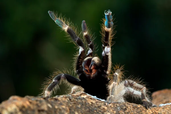 Aranha-Caranguejeira