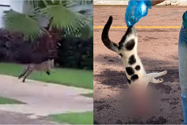 Foto colorida de uma jaguatirica correndo após atacar um gato no Mato Grosso - Metrópoles