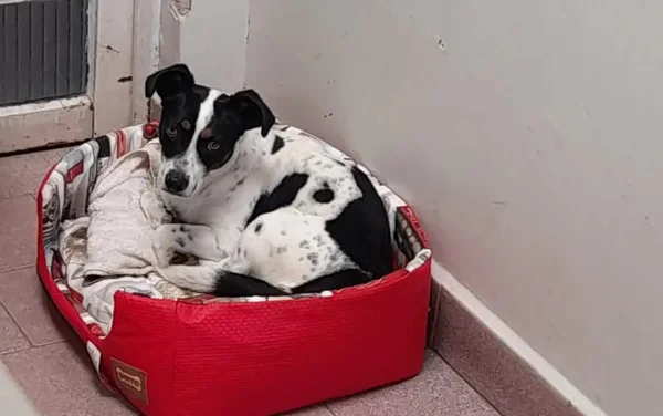 Cachorro deitado em cima de uma caminha