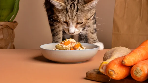 Foto colorida de gato consumindo alimentação natural