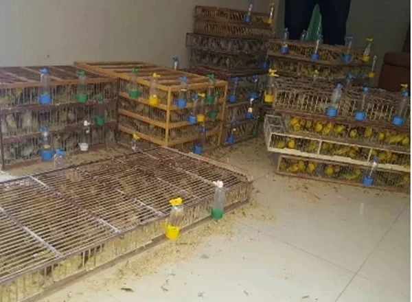 Morador de Ceilândia é detido com 1,5 mil pássaros silvestres no Ceará