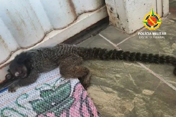 Sagui