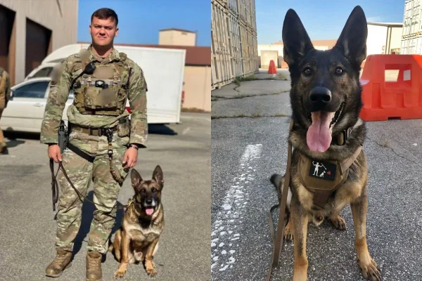 Fotos coloridas de cão militar e reservista