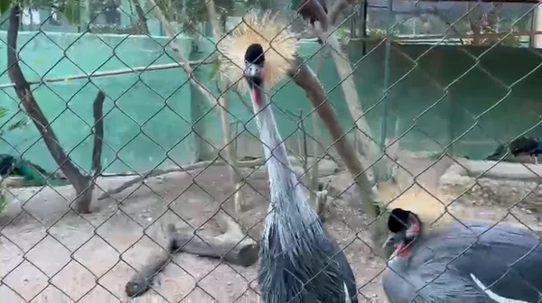 Operação ARARAT no Rio