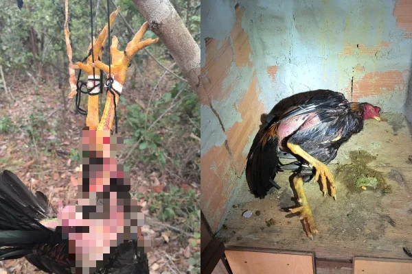 Rinha de galos é fechada no DF; cerca de 40 animais foram resgatados