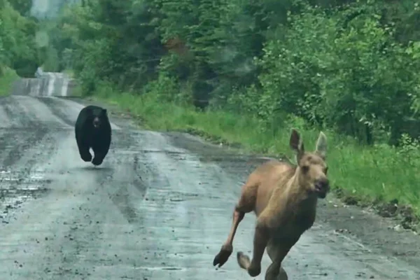 Foto colorida de filhote de alce fugindo de urso-negro