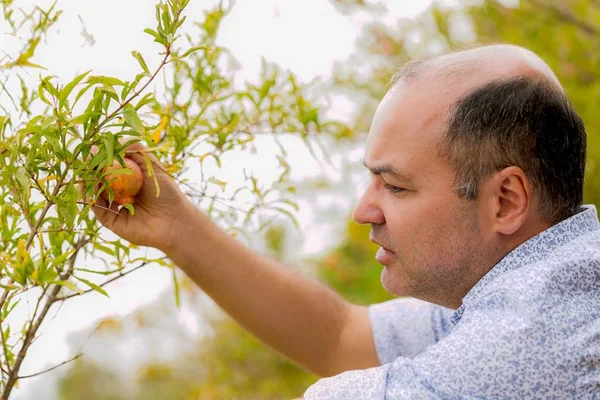 Projeto do DF é pioneiro no uso de plantas medicinais na saúde pública