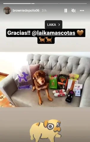 Cão some por 7 dias, volta sozinho para casa e vira celebridade - destaque galeria Cão some por 7 dias, volta sozinho para casa e vira celebridade - destaque galeria