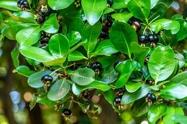 Foto colorida da fruta grumixama - Grumixama: fruta brasileira evita picos de glicose e ajuda o intestino - Metrópoles