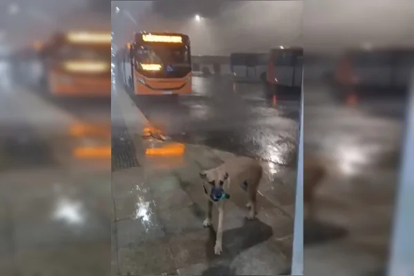 Temporal com ventania causa estragos em Arapoanga, Planaltina e Samambaia - destaque galeria