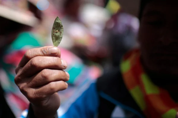 Imagem colorida mostra folha de coca - Metrópoles