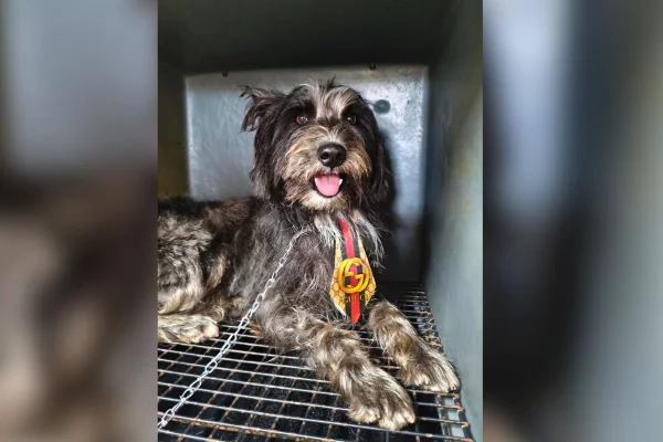 Cachorro zeus