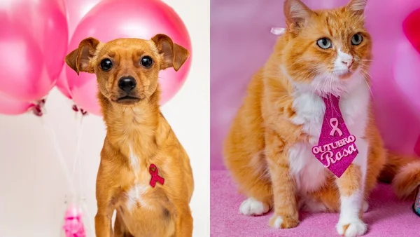 Outubro de rosa pet, câncer de mama