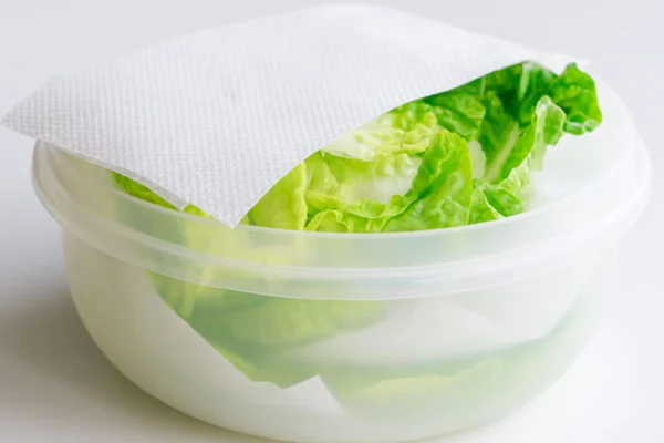 alface em pote de plástico coberto com papel toalha