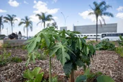 Plantas cultivadas nos canteiros mostram a aplicação prática de técnicas de cultivo Plantas cultivadas nos canteiros mostram a aplicação prática de técnicas de cultivo