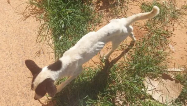 foto colorida de cães encontrados em situação de maus-tratos em Presidente Prudente (SP) - Metrópoles