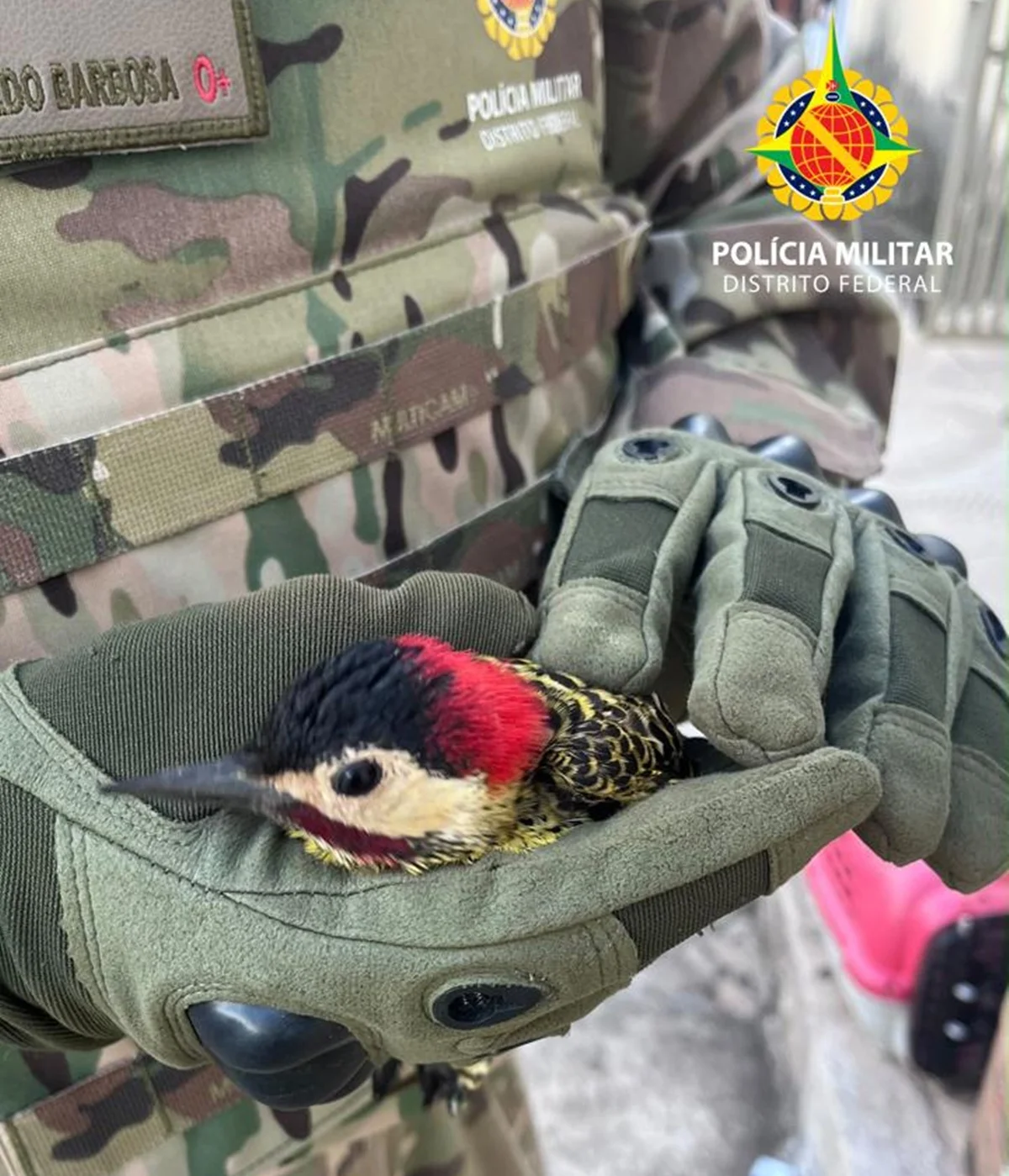 Já o pica-pau estava na Vila Telebrasília Já o pica-pau estava na Vila Telebrasília