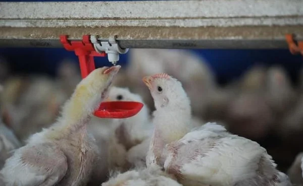 Imagem colorida de galinhas se alimentando