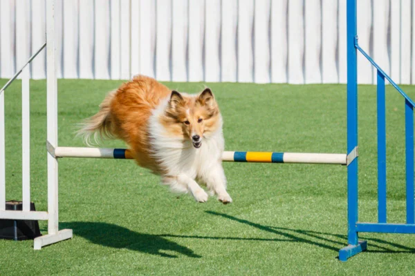 Imagem colorida de cachorro praticando agility