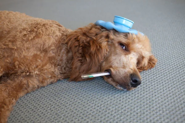 Doença cardíaca em cães exige atenção e diagnóstico precoce