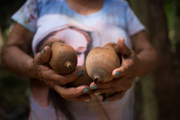 Quebradeiras de coco lançam “Campanha Babaçu Livre 2021”