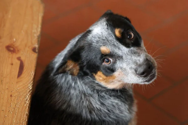 Imagem colorida de um cachorro da raça australian cattle dog