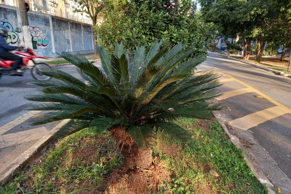 Imagem mostra planta - Metrópoles