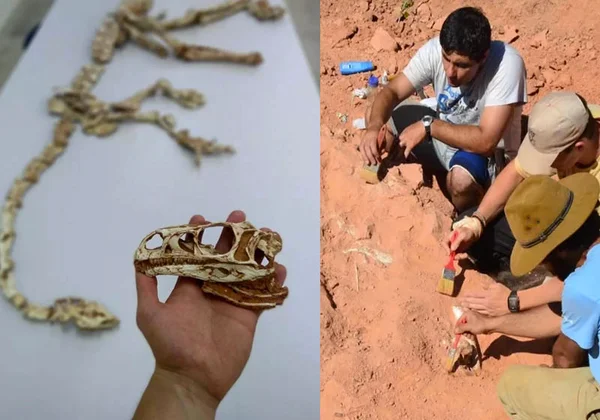 Brasileiros encontram fósseis de nova espécie de dinossauro