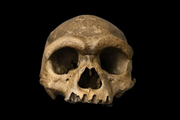 Homem dragão crânio caveira hominídeo 2