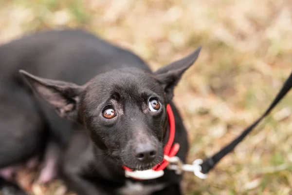 Cão com medo