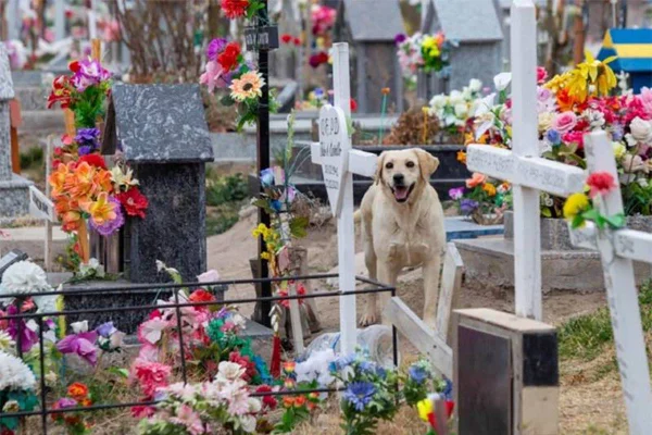 Bobby, o cachorro que conforta as pessoas no cemitério