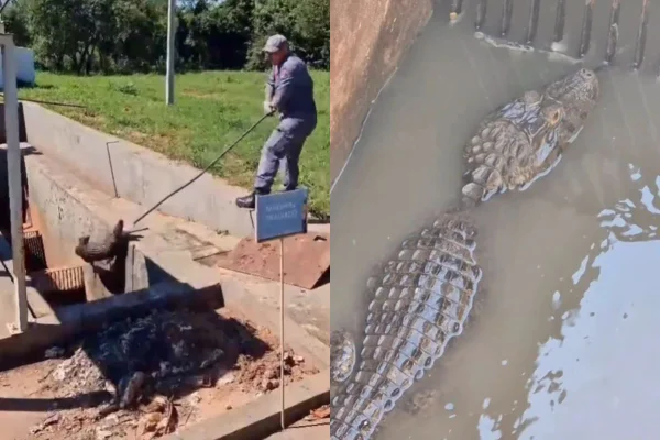 Um servidor da Sabesp achou o jacaré preso em uma estação de tratamento de esgoto em Salmourão. Animal foi devolvido ao seu habitat natural - Metrópoles